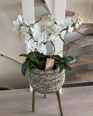 Nu te bestellen bij @livingbyamanda opgemaakte pot met echte orchideeën. #orchidee #waterdrinker #interieurinspiratie #inspiratie #bloemen #planten #middenbeemster #purmerend #interieurstyling